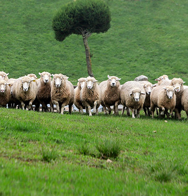 Construction de bergerie Saint-Hyacinthe Drummondville
