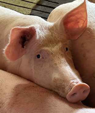 Construction de ferme porcine Saint-Hyacinthe Drummondville