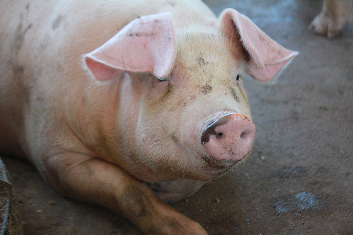 Construction de ferme porcine Saint-Hyacinthe Drummondville