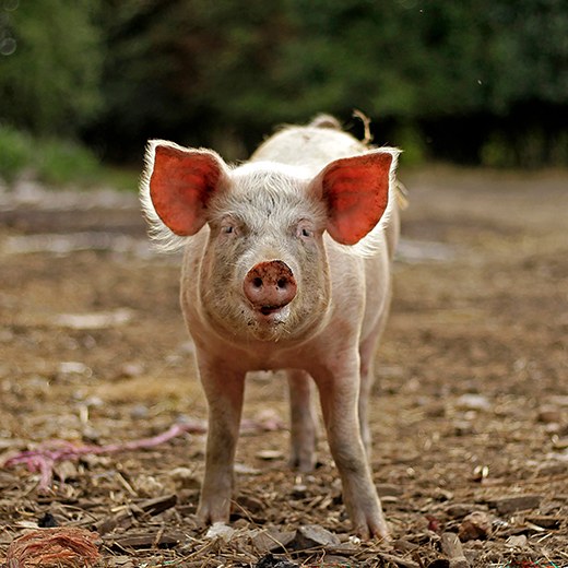Construction de ferme porcine Saint-Hyacinthe Drummondville