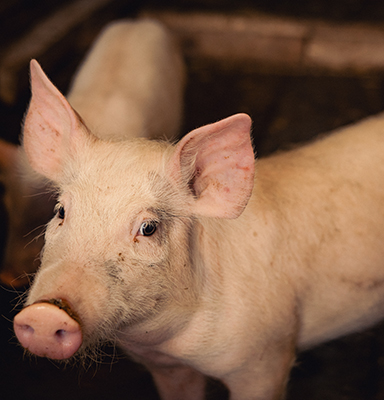 Construction de ferme porcine Saint-Hyacinthe Drummondville